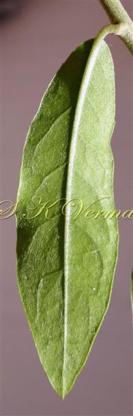  Leaf-Abaxial view